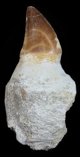 Rooted Mosasaur (Prognathodon) Tooth #55839